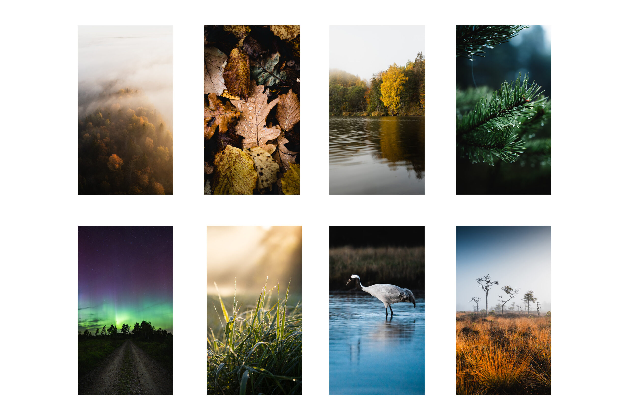 Estonian nature wallpapers / Autumn for PHONE (Set of 8) – | PRIIDU ...