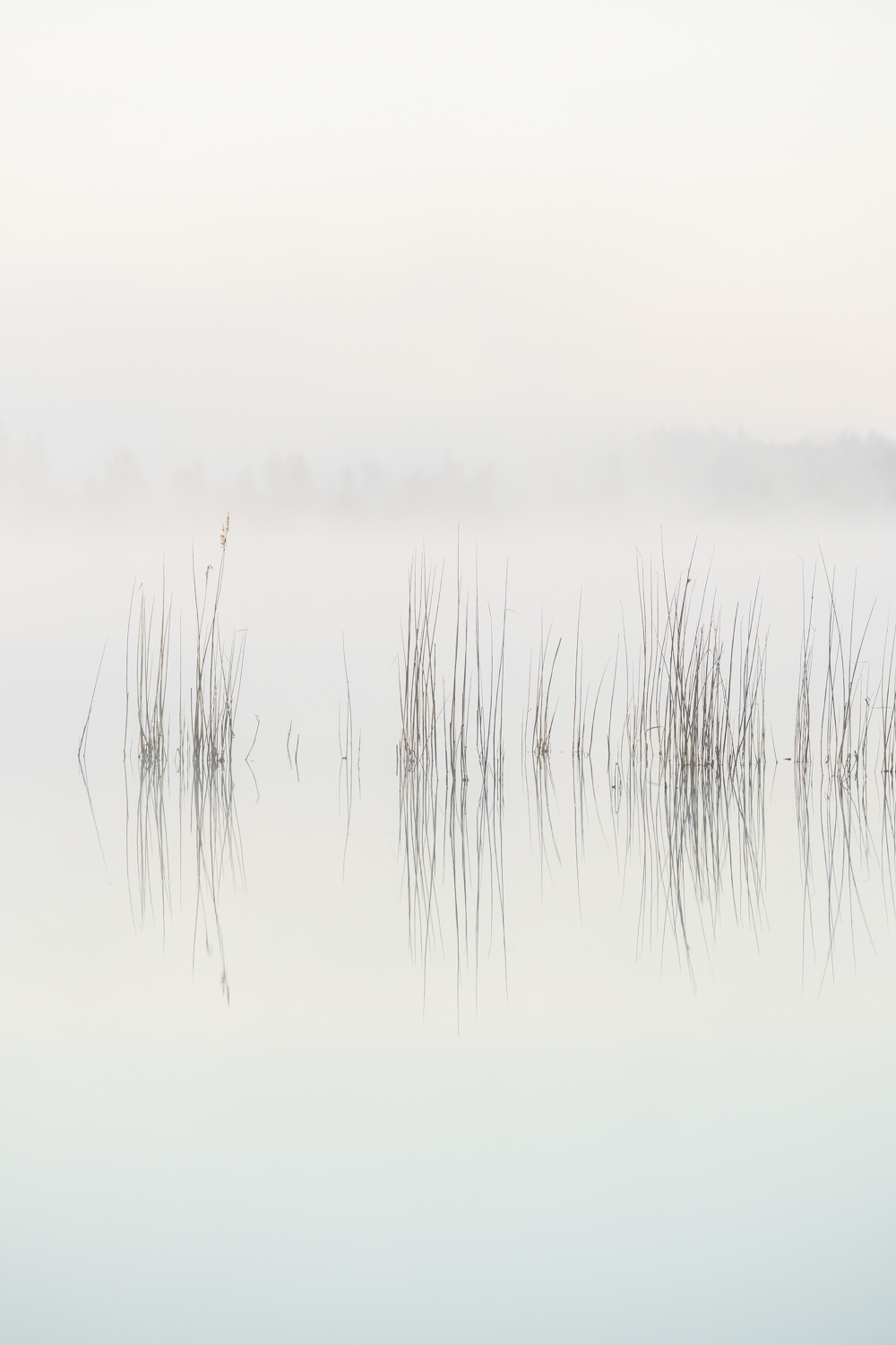 JÄRVEPEEGEL